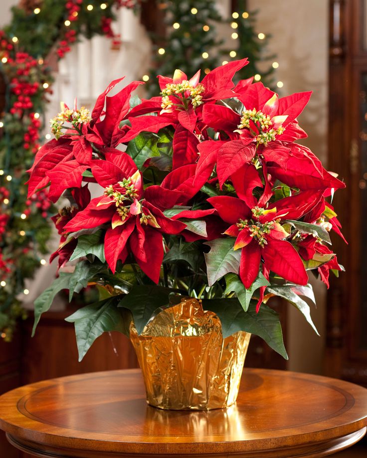 4fbfd56396e70686bc5e95b228269921 christmas poinsettia christmas flowers